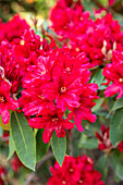 Rhododendron, red