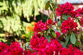 Rhododendron, red