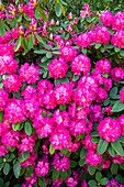 Rhododendron, pink