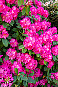 Rhododendron, pink