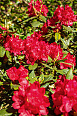 Rhododendron, red