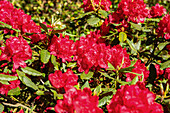 Rhododendron, red