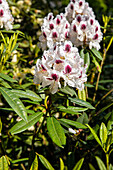 Rhododendron 'Maroon Sappho'