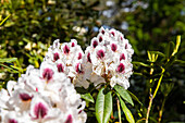 Rhododendron 'Maroon Sappho'