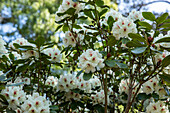 Rhododendron 'Breslau'