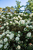 Rhododendron 'Breslau'