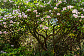 Old rhododendron