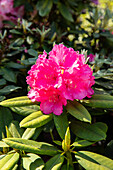 Rhododendron, pink