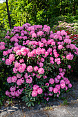 Rhododendron, pink