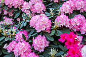 Rhododendron, pink-white