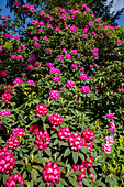 Rhododendron, pink