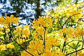 Rhododendron luteum, yellow