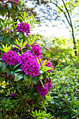 Rhododendron, violet