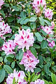 Rhododendron, pink