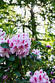 Rhododendron, pink