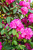 Rhododendron, pink