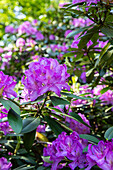 Rhododendron, lila