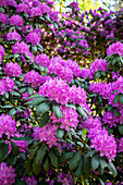 Rhododendron, magenta