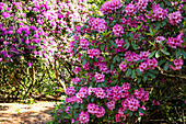 Rhododendron, pink