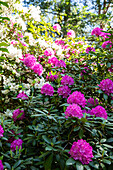 Rhododendron, magenta