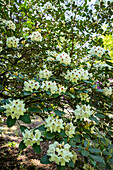 Rhododendron, yellow