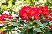 Rhododendron, red-yellow