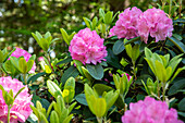 Rhododendron, pink