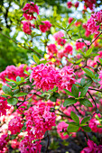 Rhododendron luteum, pink