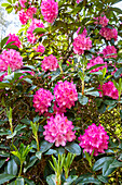 Rhododendron, pink