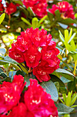 Rhododendron, red