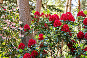 Rhododendron, red