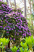 Rhododendron, magenta