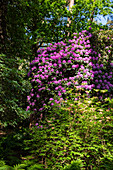 Rhododendron, magenta