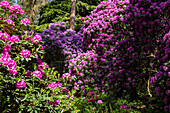 Rhododendron in the park