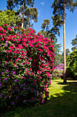 Rhododendron, red