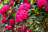 Rhododendron, pink