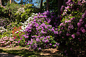 Rhododendron park