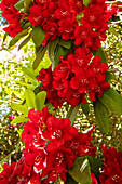 Rhododendron, red