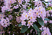 Rhododendron, pink