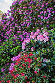 Rhododendron