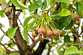 Birne - Fruchtbildung