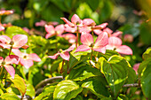 Cornus kousa 'Satomi'®