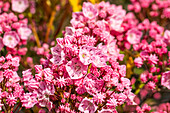 Kalmia latifolia