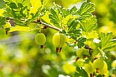 Ribes uva-crispa 'Hinnonmäki', grün