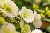 Hydrangea macrophylla 'Runaway Bride'®