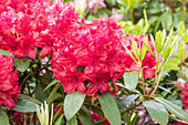 Rhododendron 'Blinklicht'®