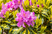 Rhododendron 'Goldflimmer'