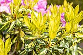 Rhododendron 'Goldflimmer'