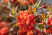Rhododendron luteum 'Fireball'