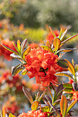 Rhododendron luteum 'Fireball'